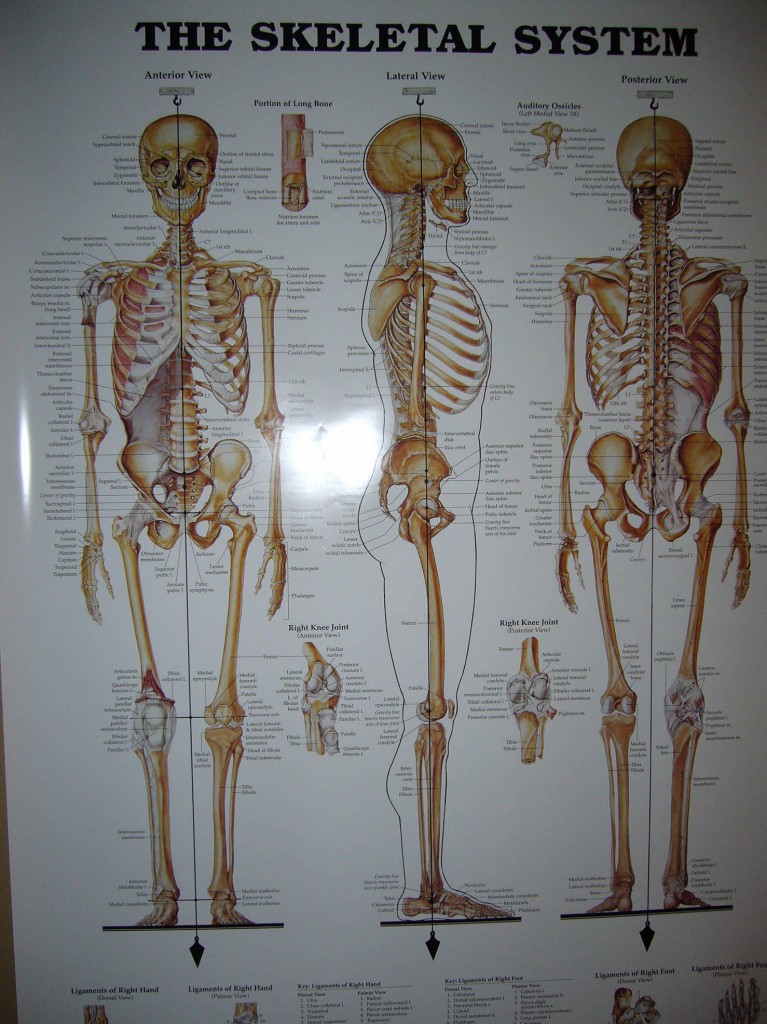The Skeletal System, Awareness, Alignment