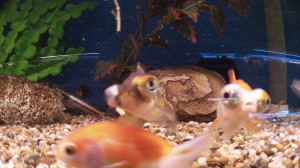 goldfish